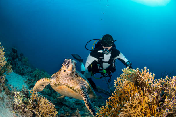 istock Scuba diver observing a sea turtle 1067741388