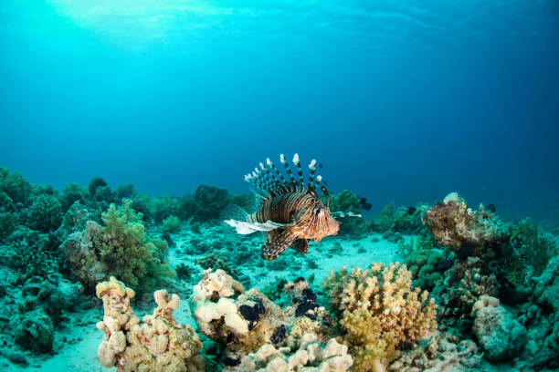 A single scorpionfish swimming near a coral in the Red Sea.
