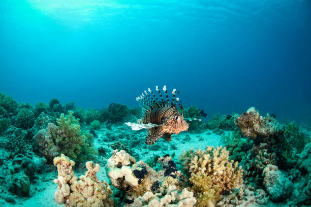 peixe escorpião nadando perto de um coral - lionfish - fotografias e filmes do acervo