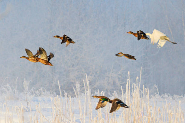 istock birds fly over the winter landscape 1067745432