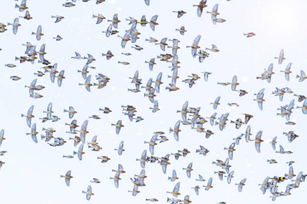 istock christmas birds fly in a snowstorm 1067746464