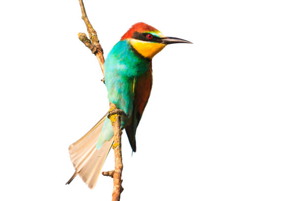 istock colorful funny bird on a branch isolated on white 1067746490