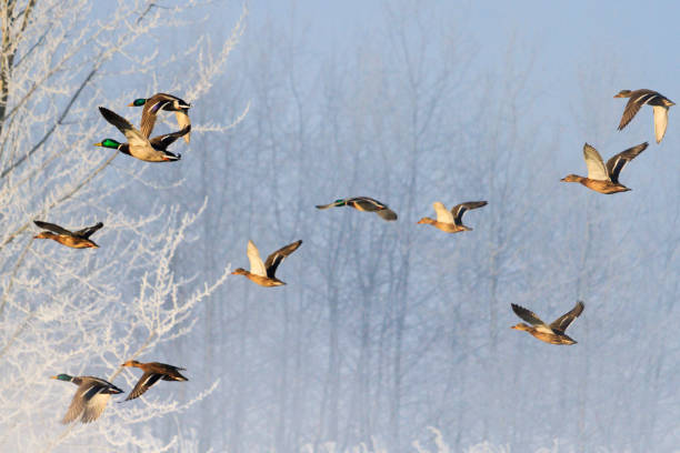 istock Ducks fly over the snowy woods in the sunny morning 1067746492
