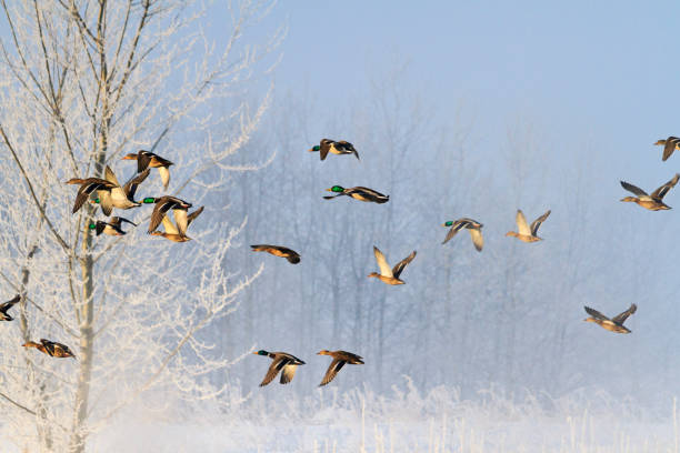 istock frosty morning and birds flying over a snowy forest 1067746504