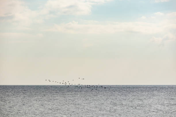 istock birds flying in group on the sea 1067747728