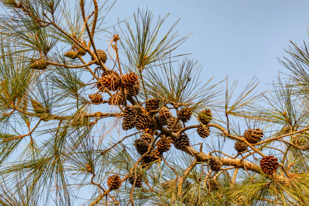 pin et cônes sur des branches d’arbres dans la nature - pine nut tree pine tree pine cone photos et images de collection