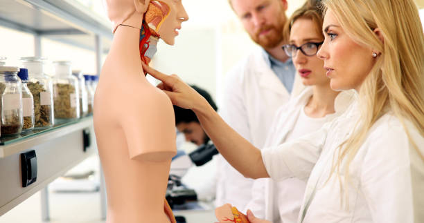 istock Students of medicine examining anatomical model in classroom 1067750284