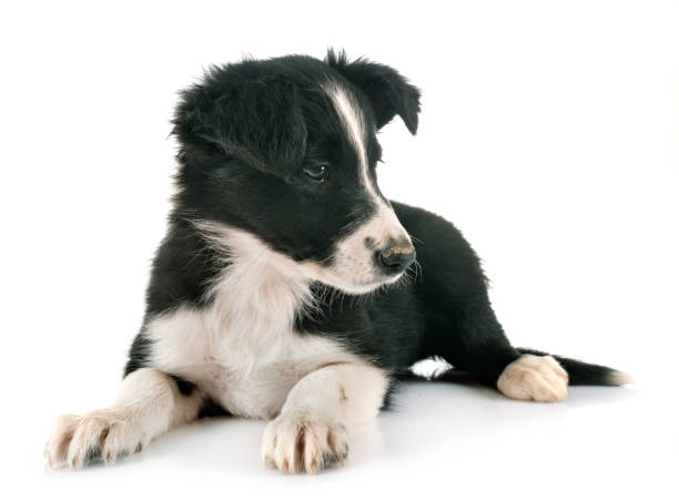 istock puppy border collie 1067751418