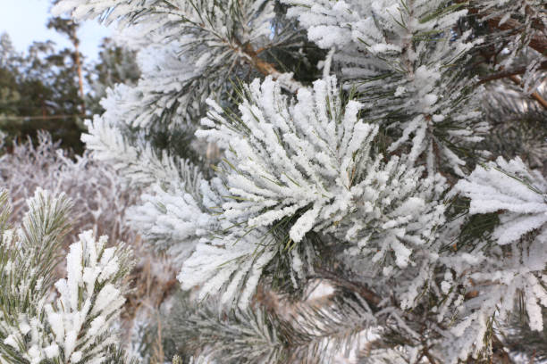 istock Pine branches in the snow in winter 1067751546