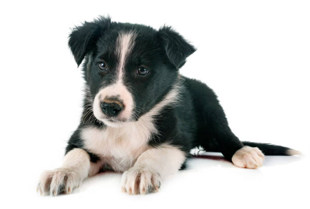 istock puppy border collie 1067752780