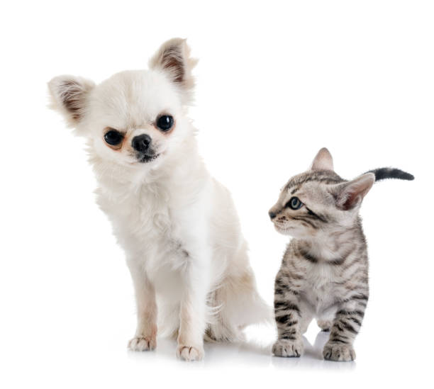 istock bengal cat and chihuahua 1067752978