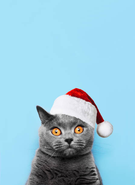 istock British cat on a blue background wearing Santa hat for Christmas 1067754092