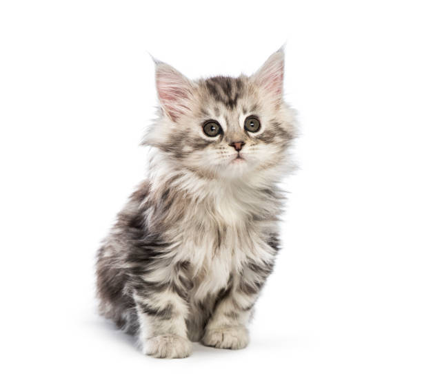 Maine coon kitten, 8 weeks old, in front of white background