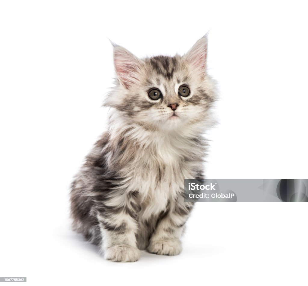 Maine coon kitten, 8 weeks old, in front of white background Kitten Stock Photo