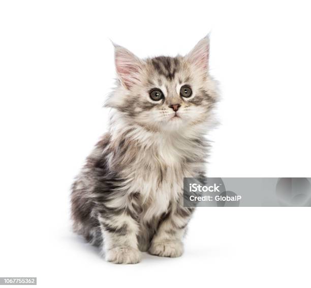 Maine Coon Kitten 8 Weeks Old In Front Of White Background Stock Photo - Download Image Now