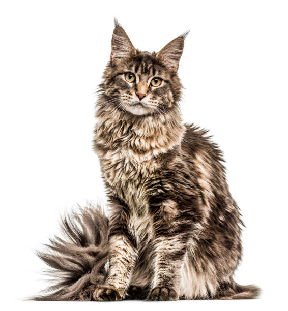 istock Maine Coon isolated on white 1067755388