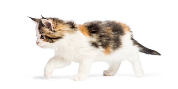 istock Maine coon kitten, 8 weeks old, in front of white background 1067755586