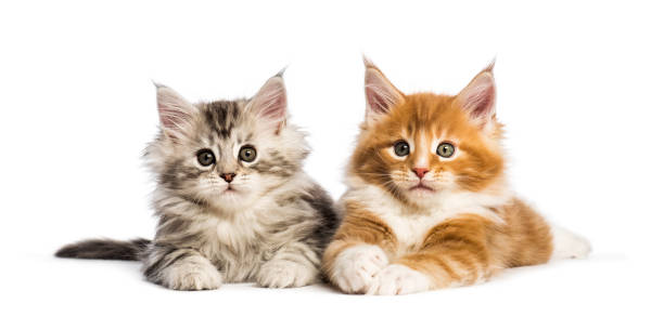 istock Maine coon kittens, 8 weeks old, lying together, in front of white background 1067755732