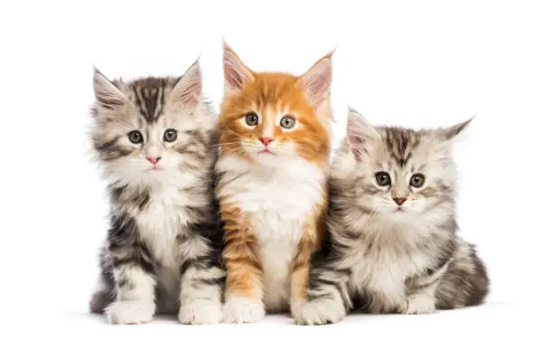 Photo of Maine coon kittens, 8 weeks old, lying together, in front of white background