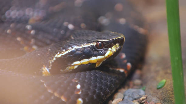 istock closeup of snake 1067758384