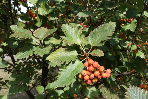 istock Ripening berries on branches of whitebeam tree 1067759266