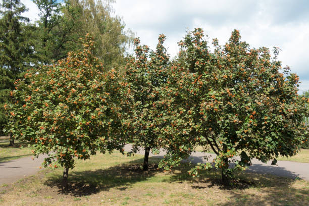 istock Three whitebeam trees with ripening berries in September 1067759296