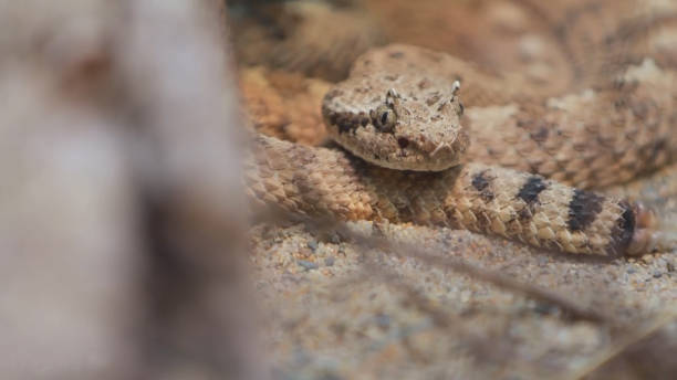 istock closeup of snake 1067760878