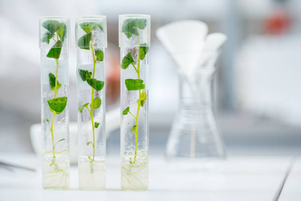 istock Plant Tissue Culture in Test Tubes 1067761158