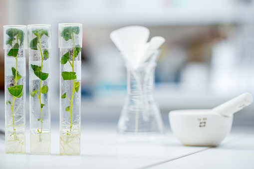 Plant Tissue Culture in Test Tubes in laboratory.