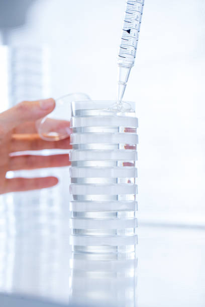 istock Researcher Preparing Plant Tissue Cultures from Gelatin 1067761288