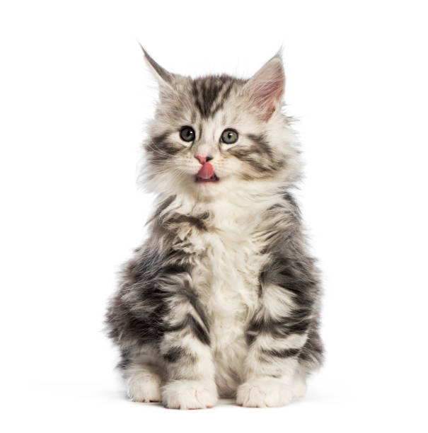 istock Maine coon kitten, 8 weeks old, in front of white background 1067761670