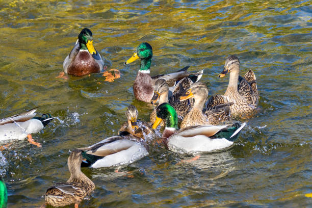 istock wild ducks swim around the pond in the park 1067762510