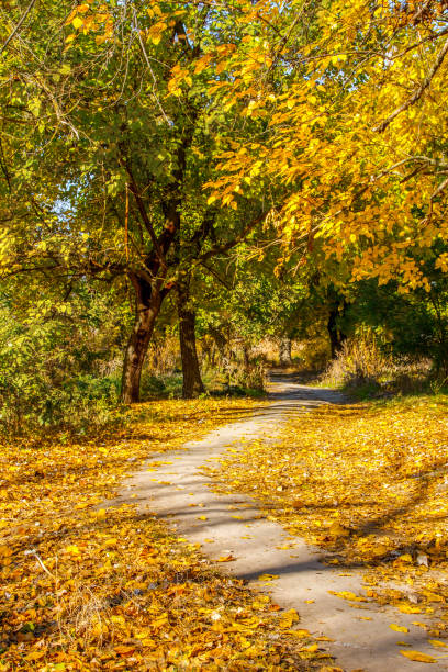 istock dirt road in the autumn park 1067762524