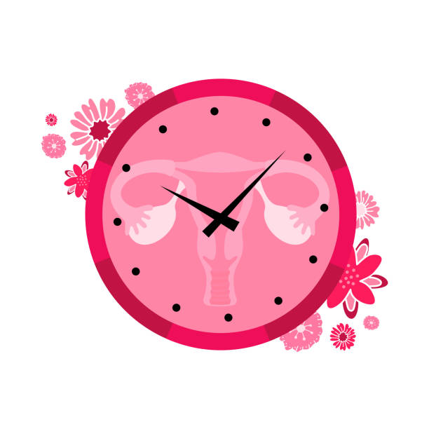 Menopause. Climacteric. Menopause. Climacteric. Women's health. Menstrual periods. Flat vector illustration with uterus, clock and flowers. gynecology stock illustrations