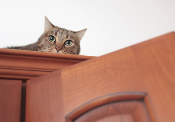 istock cute cat peeks from over the cabinet where she is hiding 1067764264
