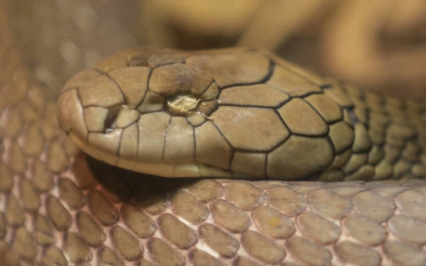 istock closeup of snake 1067765606