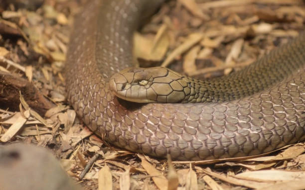 istock closeup of snake 1067765760