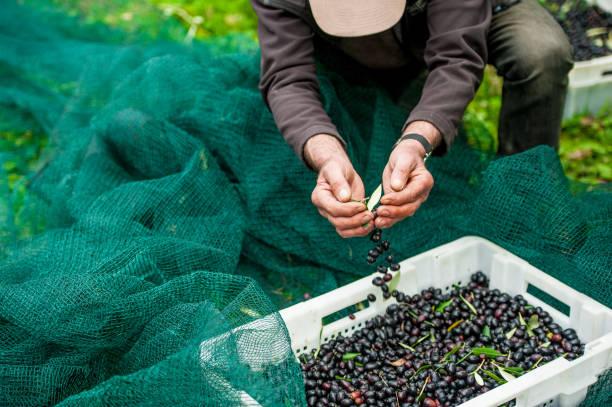 istock Senior Man Checking Harvested Olives in Basket 1067767116