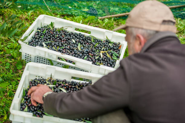 istock Senior Man Checking Harvested Olives in Basket 1067767134