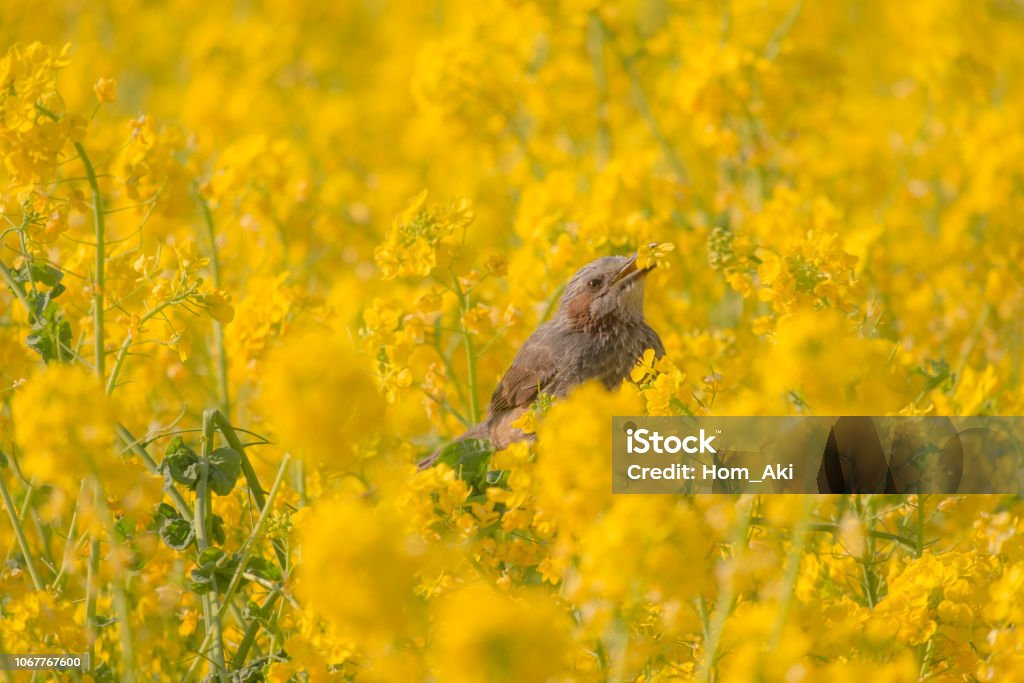 Spring has come a bird surrounded by rape flower Bird Stock Photo