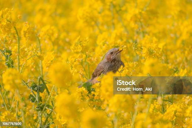 Spring Has Come Stock Photo - Download Image Now - Bird, Crop - Plant, Flowerbed