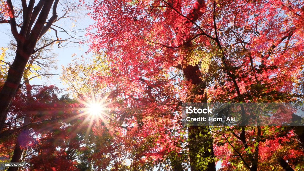 Autumn Leaves in Tokyo leaves turns crimson Autumn Stock Photo