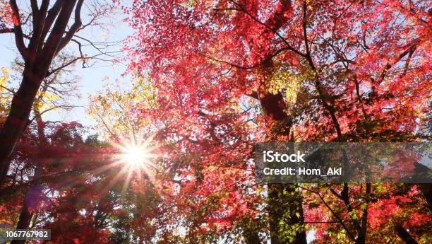 Autumn Leaves In Tokyo Stock Photo - Download Image Now - Autumn, Autumn Leaf Color, Blue