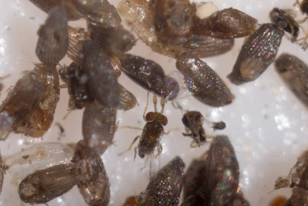 istock The struck eggs of a plant louse Trikhogramma. 1067768006