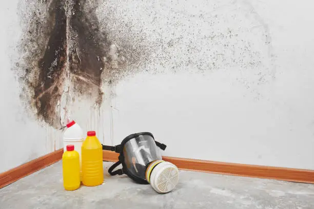 Photo of Mold. Aspergillus. Detergents, household gloves, a sponge, a bucket on a white wall background with a black fungus.