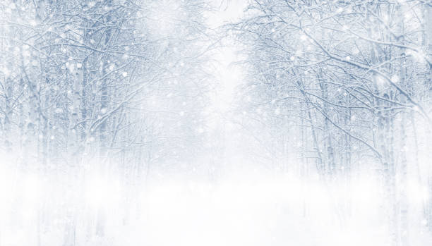 Winter background. Winter background with snowy trees in the forest winter stock pictures, royalty-free photos & images