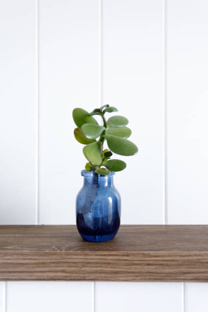 istock Indoor Plant On Table - Home Decor 1067770996