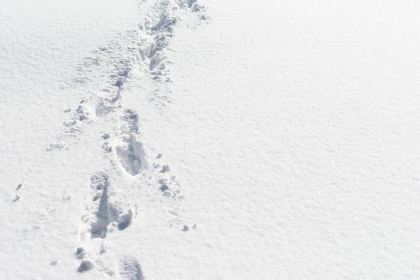 istock human tracks in the snow 1067771058
