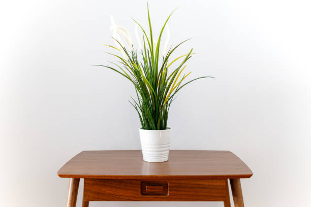 Indoor Plant On Table as home decor