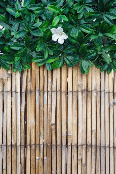 Outdoor Bamboo Fencing and Plants